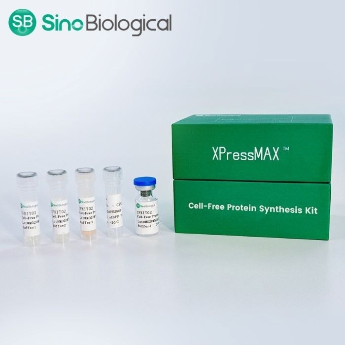 Sino Biological выпускает набор для синтеза бесклеточного белка XPressMAX™, ускоряющий разработку высокопроизводительных препаратов на основе антител на основе искусственного интеллекта