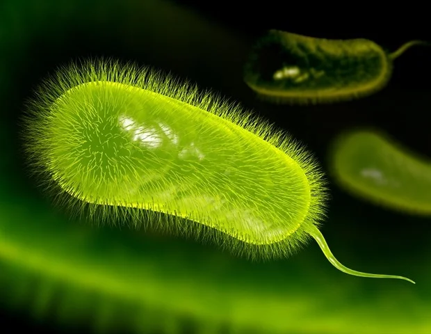 Helicobacter pylori может быть связан примерно с каждым пятым случаем рака кишечника