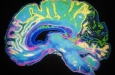 Исследование дает новое представление о передаче сигналов мозгом во время сна и бодрствования