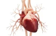 Исследование проясняет механизмы тяжести HFpEF