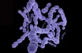 Может ли ИИ помочь найти препараты против Streptococcus pneumoniae?