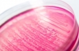 Исследование: Устойчивость к антибиотикам растет у E. coli, продуцирующей шига-токсин