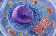 Субмикронная инфракрасная карта клетки: O‑PTIR, FTIR и комбинационное рассеяние света для визуализации без меток