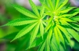 Исследование связывает коммерческие рынки каннабиса с ростом зависимости