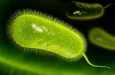 Helicobacter pylori может быть связан примерно с каждым пятым случаем рака кишечника