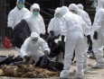 Идет новая эпидемия птичьего гриппа H7N9
